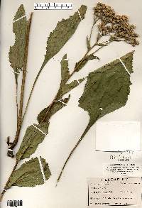 Parthenium integrifolium image