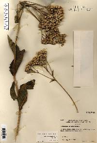 Parthenium integrifolium image