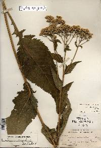 Parthenium integrifolium image