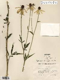 Ratibida pinnata image