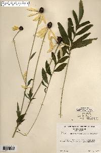 Ratibida pinnata image