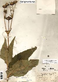 Silphium perfoliatum var. perfoliatum image