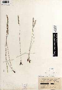 Spiranthes lacera image