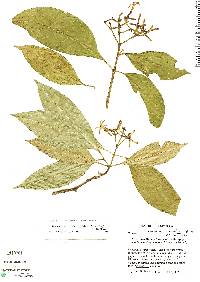 Palicourea psychotrioides image
