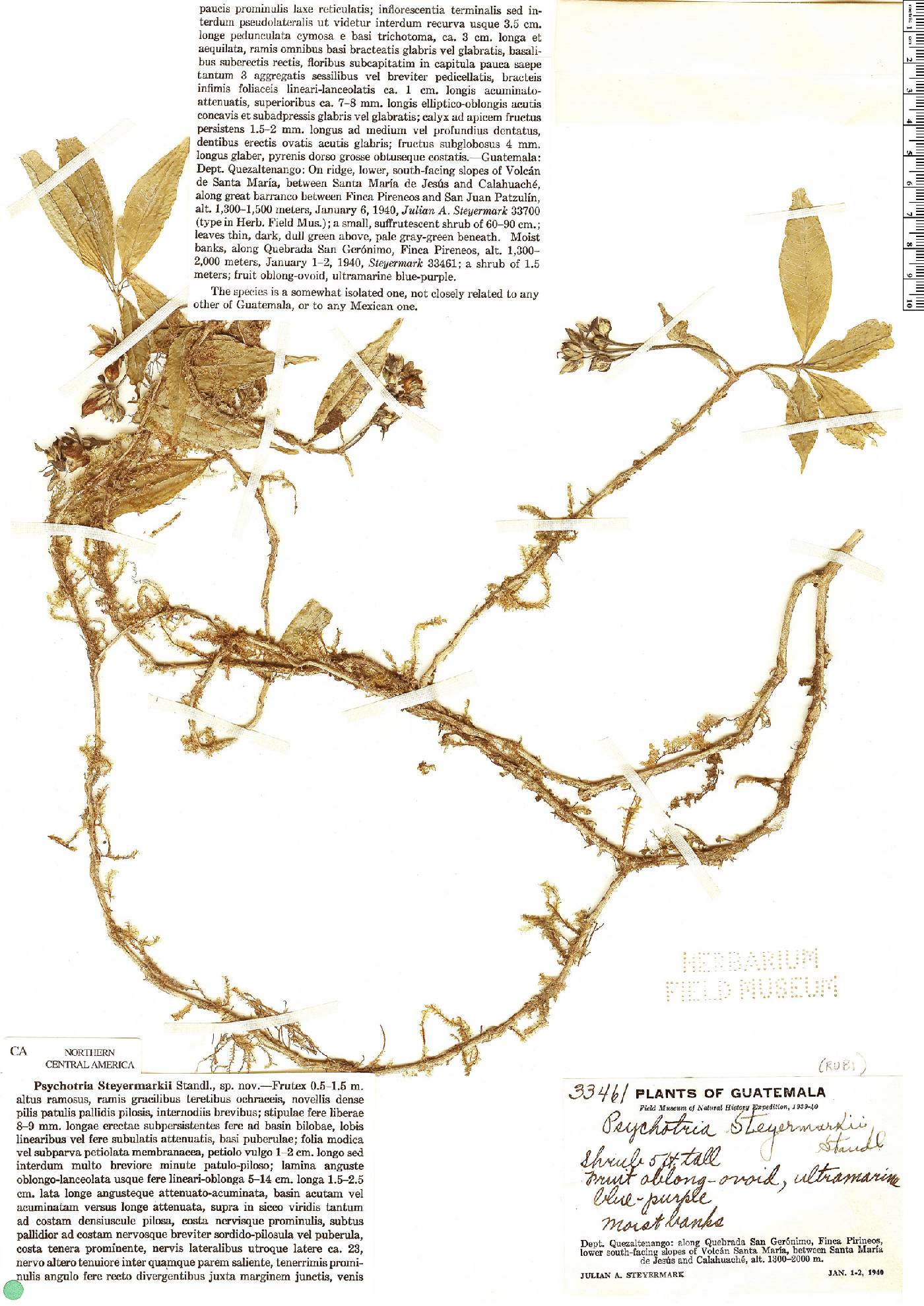 Psychotria steyermarkii image