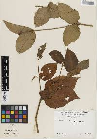 Image of Croton brevipes