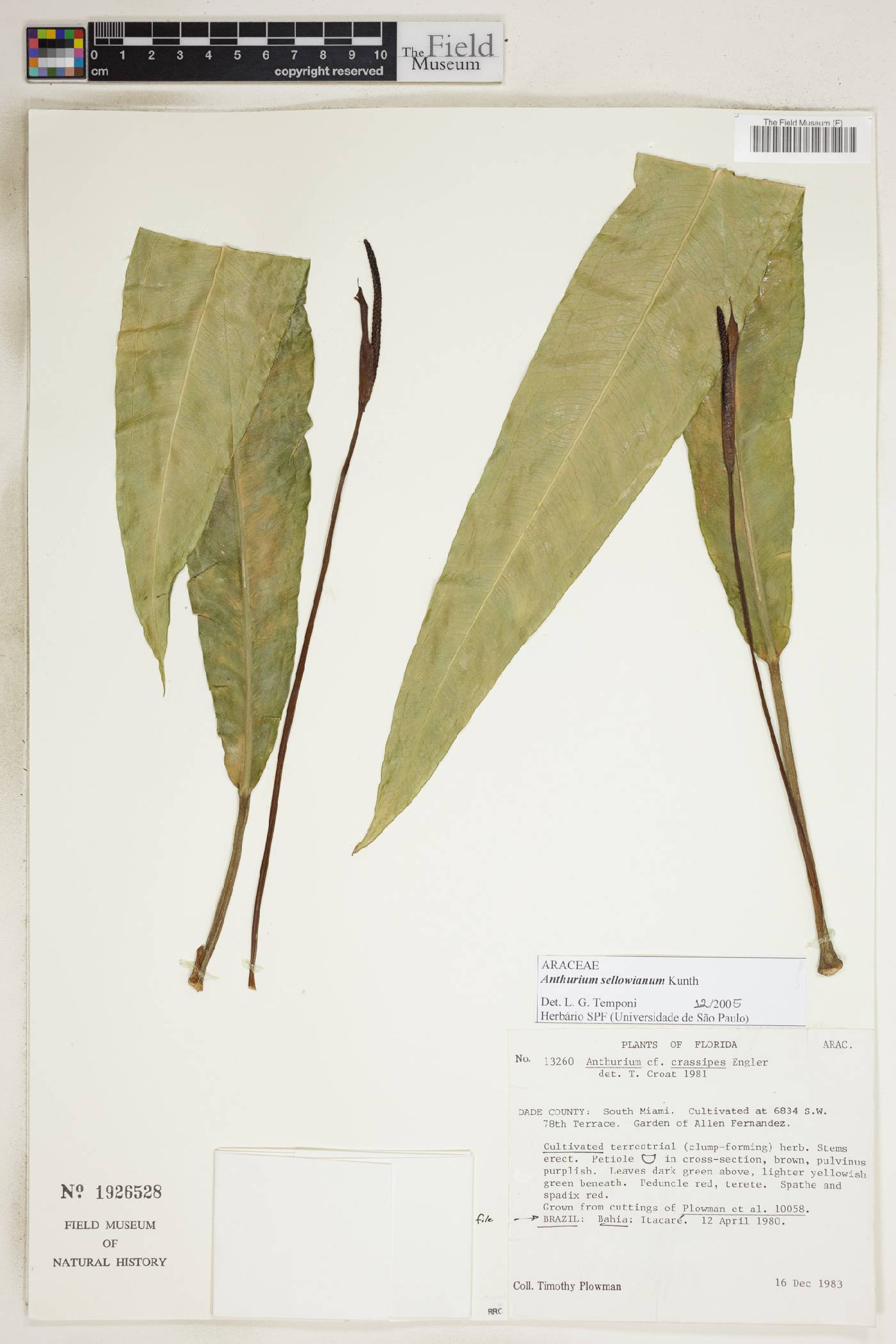 Anthurium sellowianum image
