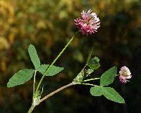 Image of Trifolium hybridum