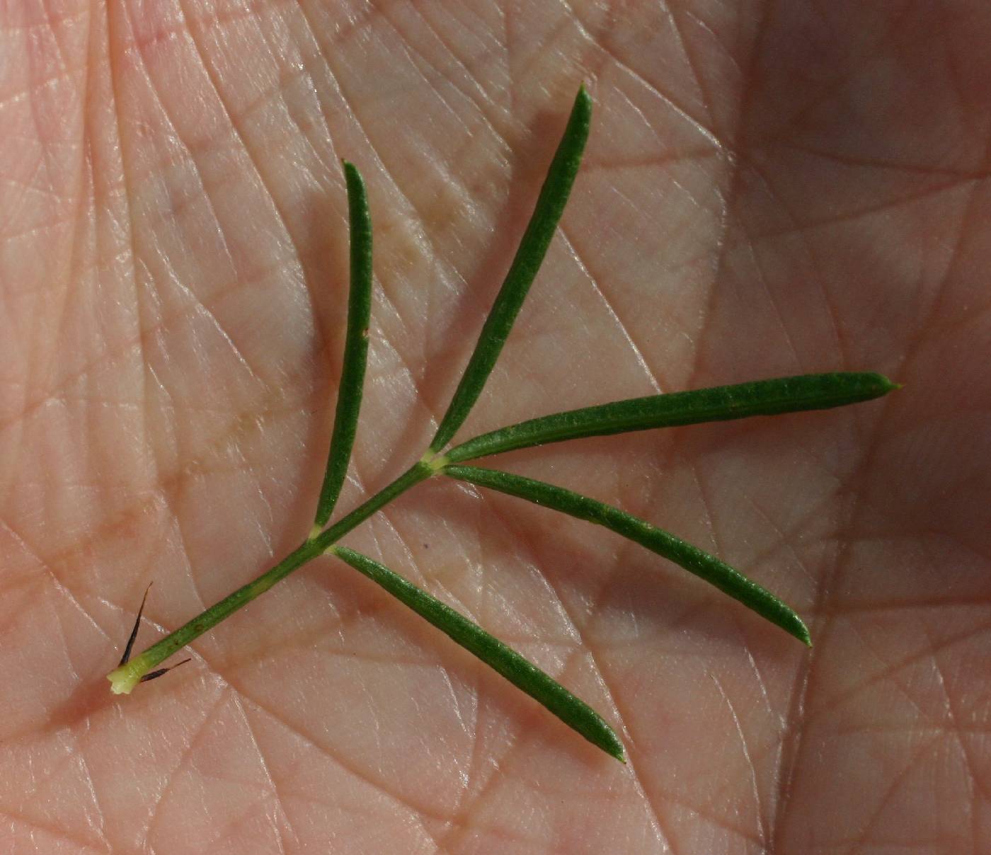 Dalea purpurea image