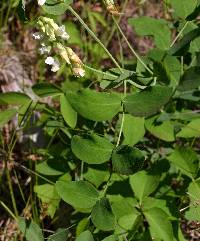 Image of Lathyrus ochroleucus