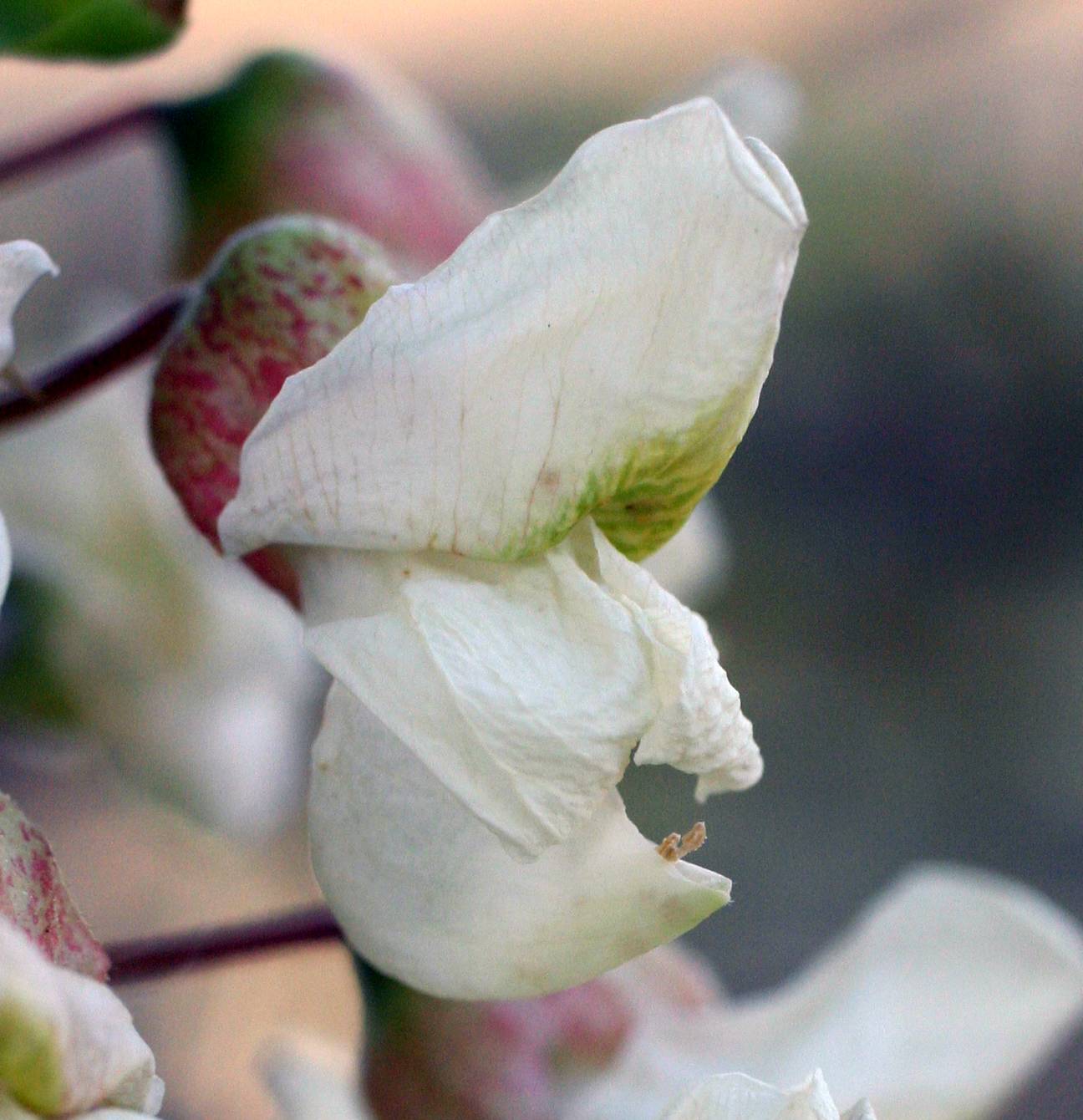 Robinia pseudoacacia image