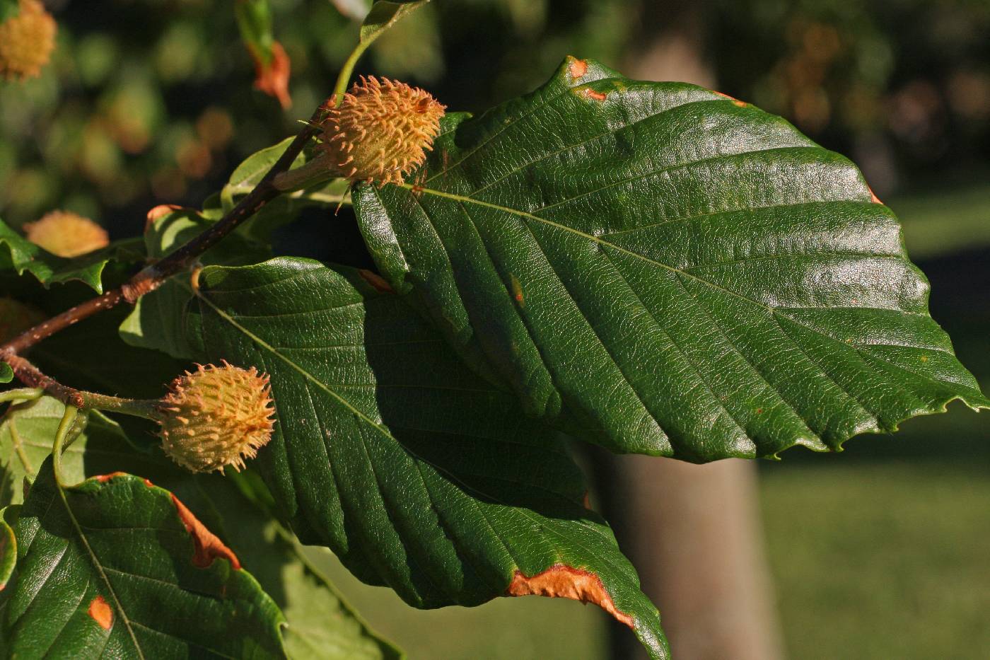 Fagus grandifolia image