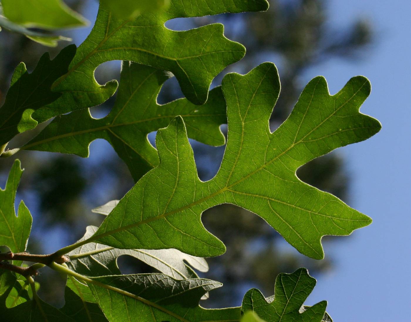 Quercus macrocarpa image