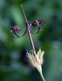 Geranium maculatum image