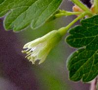 Ribes hirtellum image