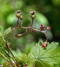 Image of Ribes lacustre