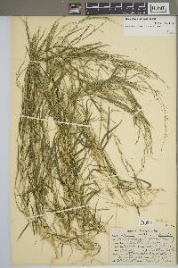 Muhlenbergia schreberi image