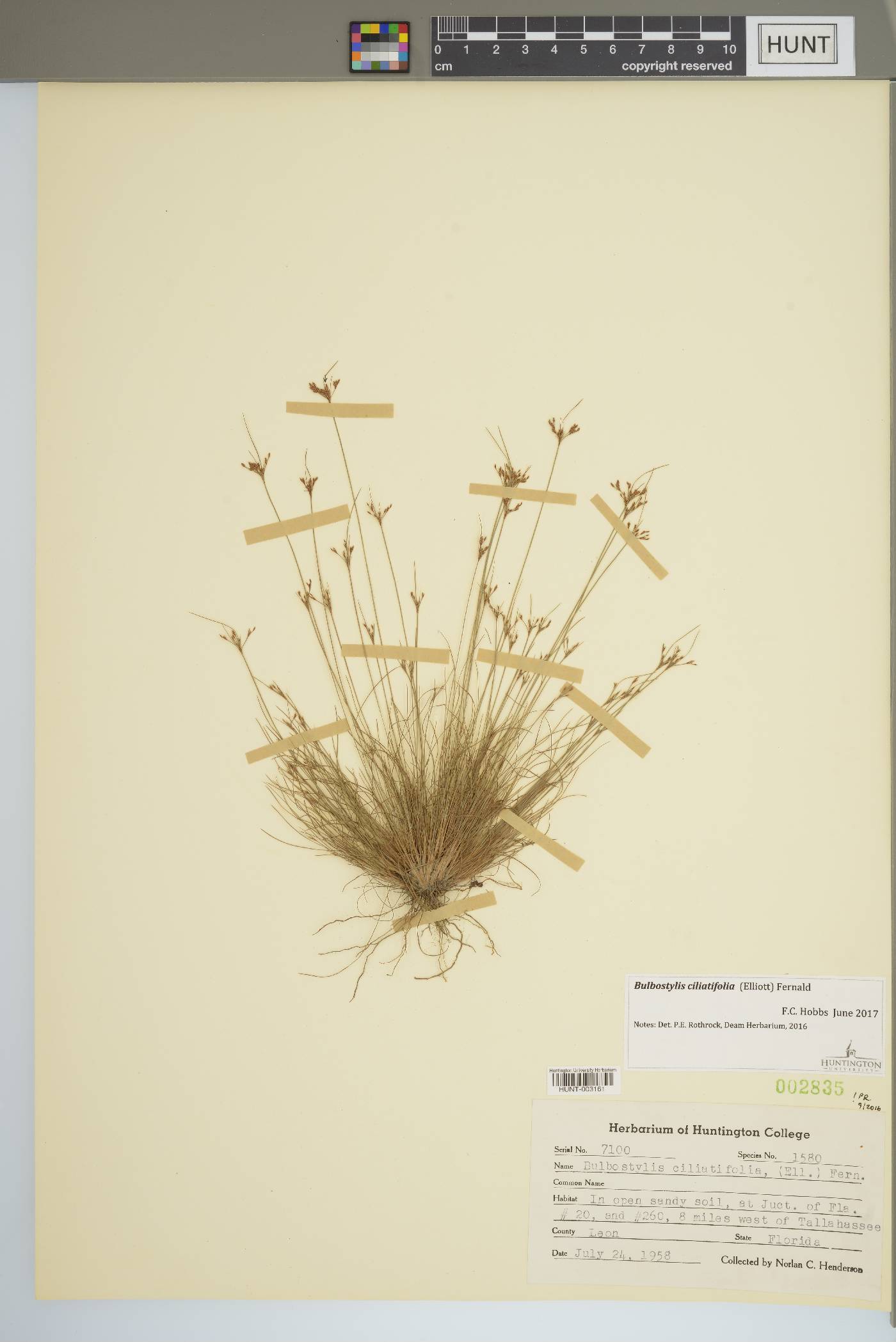 Bulbostylis ciliatifolia image