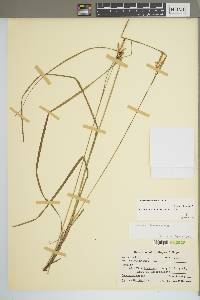 Carex caroliniana image