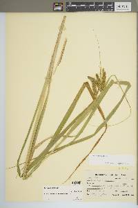 Carex comosa image