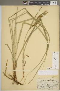 Carex hyalinolepis image