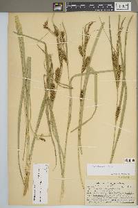 Carex hyalinolepis image