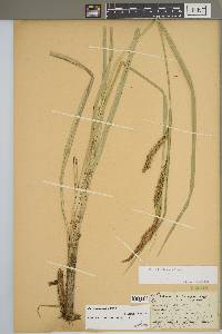 Carex hyalinolepis image