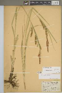 Carex hyalinolepis image