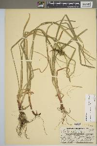 Carex grayi image