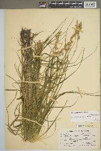 Carex muskingumensis image