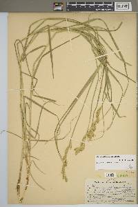 Carex muskingumensis image