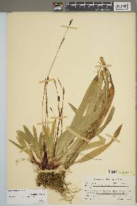 Carex plantaginea image