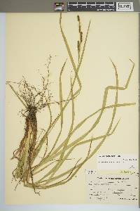 Carex shortiana image