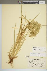 Cyperus lecontei image