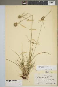 Cyperus lupulinus image