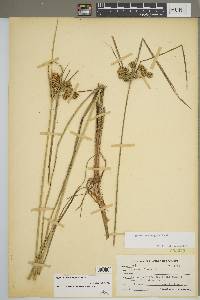 Cyperus pseudovegetus image