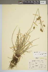 Cyperus retrorsus image