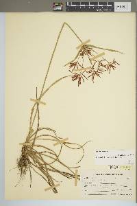 Cyperus rotundus image