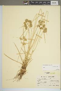 Cyperus surinamensis image