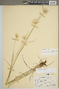 Eriophorum virginicum image