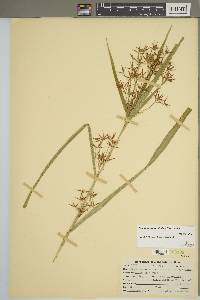 Rhynchospora corniculata image