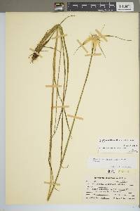 Rhynchospora latifolia image