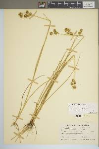 Juncus brachycarpus image