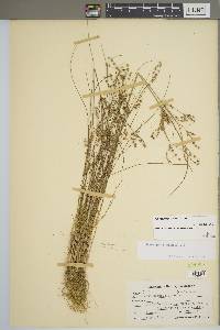 Juncus greenei image