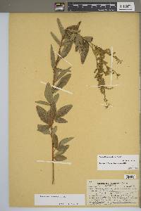 Desmodium canadense image