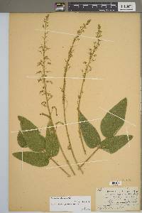 Desmodium illinoense image