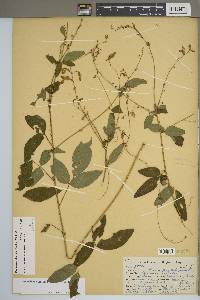 Desmodium obtusum image