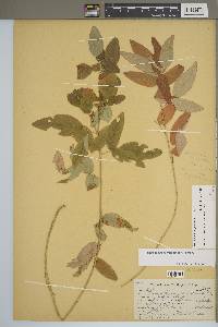 Desmodium perplexum image