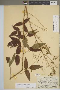 Desmodium perplexum image