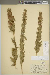 Lespedeza capitata image